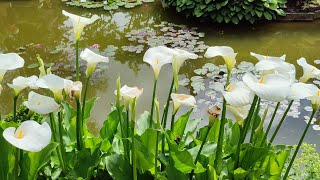 Sublime jardin privé de la Grande Bercherie à Oisème 🥰👍🌞 [upl. by Laeno]