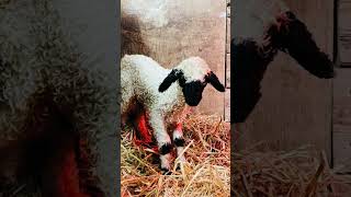 Just a small video of our Valais Blacknoses [upl. by Noyk]