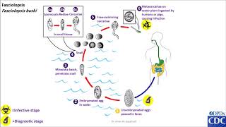 Fasciolopsis buski life cycle [upl. by Enimasaj]