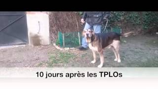 TPLO bilatérale sur un chien avec rupture bilatérale des ligaments croisés [upl. by Johnette80]