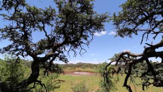 Waterhole Timelapse in Mokala National Park South Africa [upl. by Marelya]