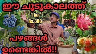 ഫ്രൂട്ടുകൾ വിളയിക്കാം പരിചരണത്തിലൂടെfruitsplantspruningfertilizationorganic fertilizerblooming [upl. by Yrahk]