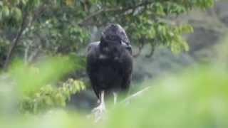 Black Vulture in Costa Rica [upl. by Eizle]