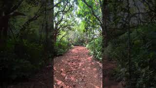 Matheran forest Nature Walk naturewalk travel travelvlog matheran [upl. by Nalad]