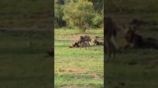 Warthog vs wild dogs fight wildlife animals [upl. by Asher]