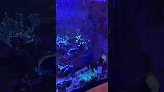 Our 2500 liter mixed reef tank system Full of butterflyfish tangs angelfish and corals reef [upl. by Mozza744]