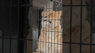 【旭山動物園ライオン】フウとレイの可愛さにハートを撃ち抜かれる瞬間🩷旭山動物園オリトファミリーライオンオリト [upl. by Araiet273]