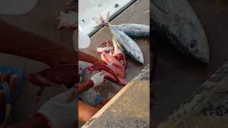 Yellowfin Tuna cutting in one minute  Maldives Tuna fish cutting yellowfintuna tuna oneminute [upl. by West367]