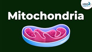 Mitochondria  Powerhouse of the Cell  Dont Memorise [upl. by Bullis714]