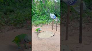 Easy Animal Bird Trap  Creative Parrot Trap Using Plastic Bottle amp Paper shorts [upl. by Kursh]