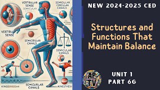 🎯Structures and Functions That Maintain Balance  AP Psychology🎯 [upl. by Aiekahs]