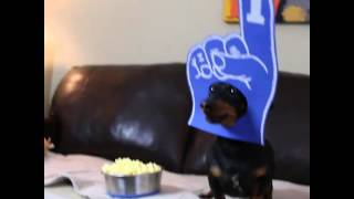 Crusoe Dachshund Watching SuperBowl 49 [upl. by Lot839]