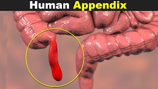 The Human Appendix  Its Diseases And Treatment UrduHindi [upl. by Karel]