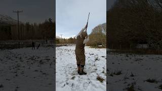 Driven Pheasant Shooting with Labrador Retriever Gundog dog shot pegdog [upl. by Medwin]