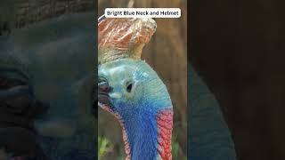 Cassowaries Unleashed Facts You NEED to Know shorts trending viral [upl. by Edyaw874]