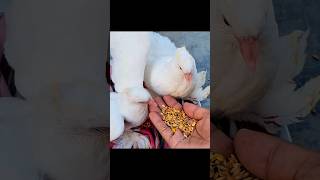 বড় ভাই ছোট বোনকে খাবার খাওয়া শেখাচ্ছে jactok pigeon pets [upl. by Borg]