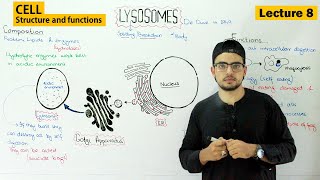 lysosomes structure and function  Video 8 [upl. by Nahsed277]