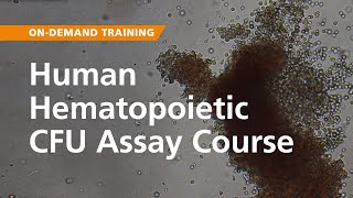 OnDemand Training Human Hematopoietic CFU Assay Course [upl. by Rora]