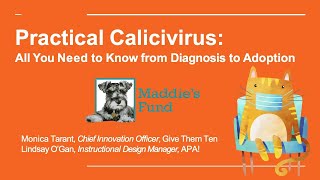 Practical Calicivirus All You Need to Know from Diagnosis to Adoption  webcast [upl. by Eniawtna]