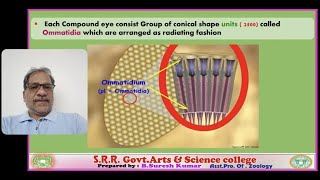 Structure Of OMMATIDIUM  zoology for all by Suresh [upl. by Bradstreet78]