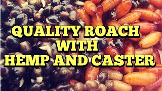 Quality Winter Roach Using Caster And Hemp [upl. by Aicnorev]