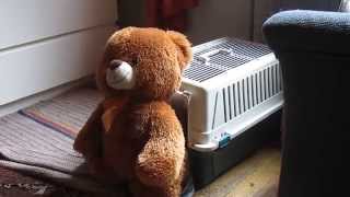 Dog Stuffs Teddy Bear Into Kennel [upl. by Isidoro]