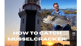 How to catch Musselcracker [upl. by Freberg]