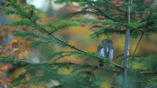 Chouette chevechette  Glaucidium passerinum [upl. by Henricks]