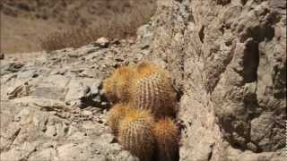 Copiapoa Eremophila I Apice Doradowmv [upl. by Anali]