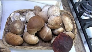 4 Falsi Miti Sui Porcini  COME PULIRE E SELEZIONARE I FUNGHI PORCINI [upl. by Margery]