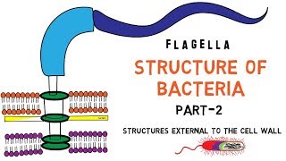 Structure of Bacteria  Part 2  Flagella  Pili  Capsule [upl. by Evan]