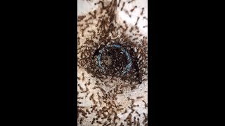 🐛🐜Millions of Odorous Ants Collecting Their Eggs  ⚠️Informative Video [upl. by Hoffer781]