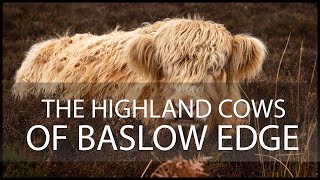 The Highland Cows of Baslow Edge [upl. by Nawk747]