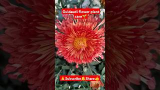 Guldaudi plant care🌱 shorts viralvideo gardening plantcare Chrysanthemum grandiflorumPlant [upl. by Heisel867]