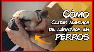 Como quitar las manchas de lagrimas en los perros [upl. by Giaimo670]