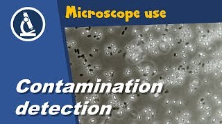 🔬 I used a microscope to detect contaminants [upl. by Atsylac244]