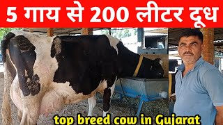 5 गाय से 200 लीटर दूध।। top breed cow in Gujarat।। Arbuda dairy farm kodram BK [upl. by Burny245]