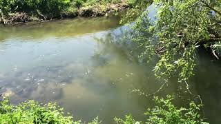 Chippenham angling club Peckingell up to kallerways road bridge [upl. by Tomkins668]