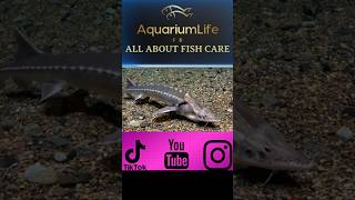 clip ytshorts esturion Acipenser tank fish monster youtubeshorts fypシ aquarium [upl. by Yesnik]