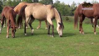 Grózer Csaba  KarabahMagyar lovak  KarabakhHungarian horses [upl. by Iznil]