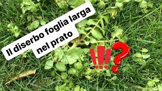 Come fare il diserbo a foglia larga sul prato [upl. by Akinej]