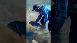 Cracker whacker fishing fish musselcracker [upl. by Hgielrebma]