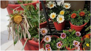 How to Deadhead Gazania Flowers  Fun Gardening [upl. by Eilyah]