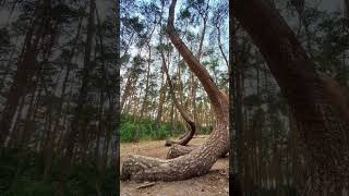 Mysterious quotjquot shape Tree shorts mysterious history tamilmysterystories unsolvedmysteriestamil [upl. by Pliam]