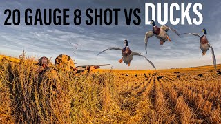 HUNTING DUCKS WITH 20 GAUGE 8 SHOT UNREAL [upl. by Sid676]