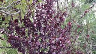 Purpleleaf Plum Trees [upl. by Zolner]