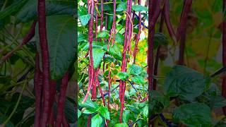 How to grow beans plant [upl. by Tilden]