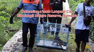 Releasing a Male Leopard Cat Prionailurus bengalensis in Sibolangit Nature Reserve [upl. by Alveta]