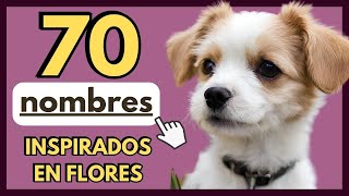 ▶ 70 NOMBRES PARA PERRITAS INSPIRADOS EN FLORES 🌷 Nombres para perritas hembra con significado [upl. by Ario]