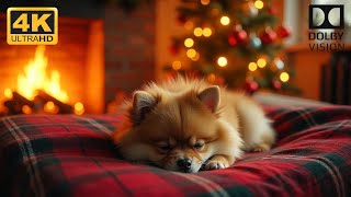 Let Your Dog Drift into a Peaceful Slumber with 30 Minutes of Gentle Christmas Piano Tunes [upl. by Ruhtua]